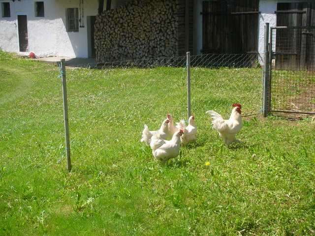 verkaufe Bruteier von schönen weißen Marans Hühnern sehr sehr selten
